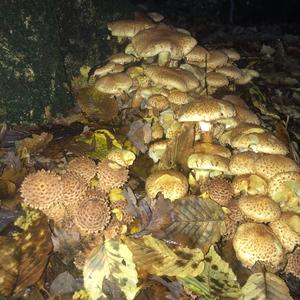 Golden False Pholiota