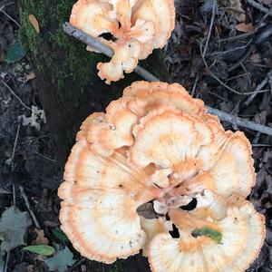 Chicken Mushroom