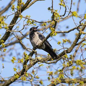 Hooded Crow