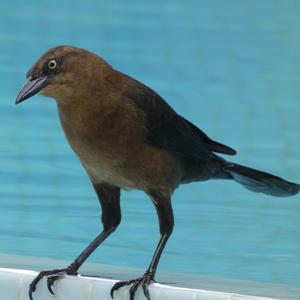 Great-tailed Grackle