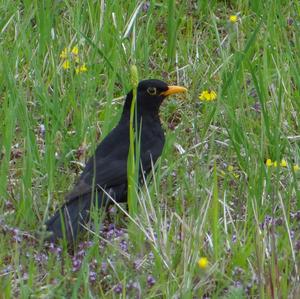 Eurasian Blackbird