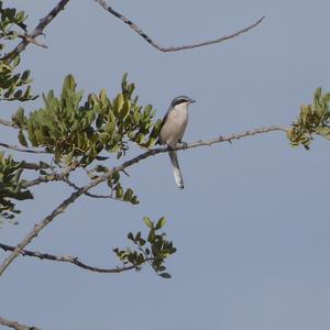 Great Grey Shrike