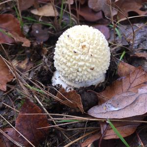 Fly Agaric