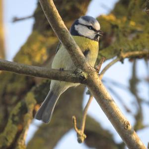 Blue Tit