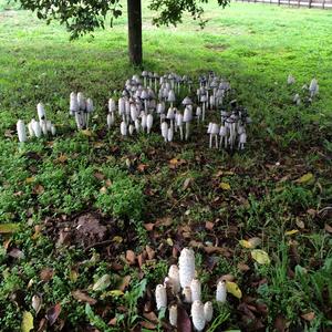 Shaggy Mane