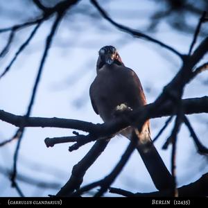 Eurasian Jay