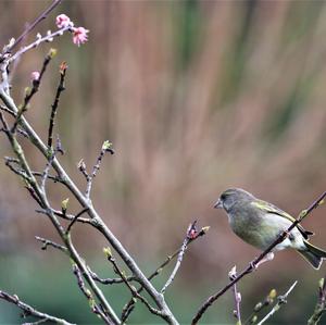 European Greenfinch