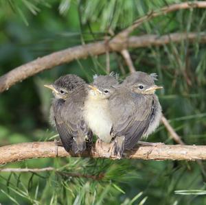 Common Chiffchaff