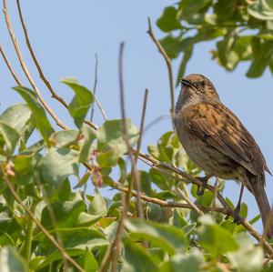 Hedge Accentor