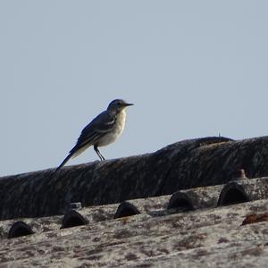 White Wagtail