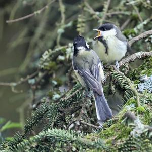 Great Tit