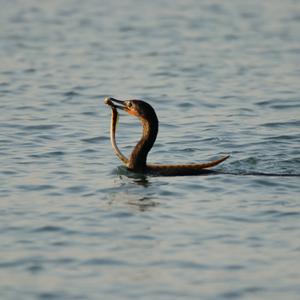 Double-crested Cormorant