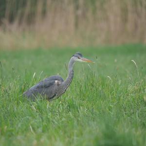 Grey Heron