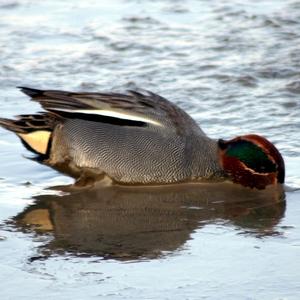 Common Teal