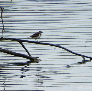 Common Sandpiper