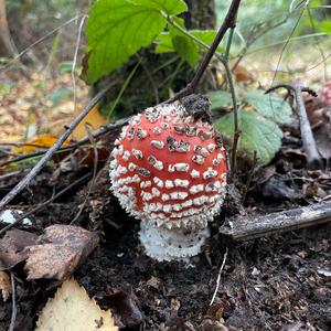 Fly Agaric