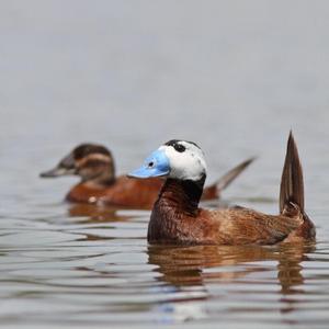 White-headed Duck