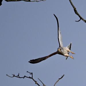 Common Kestrel