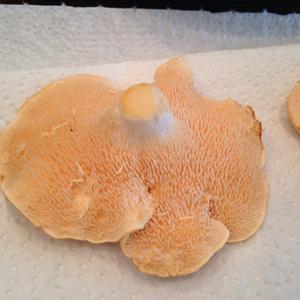 Hedgehog Fungus, Common