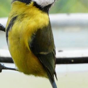 Blue Tit