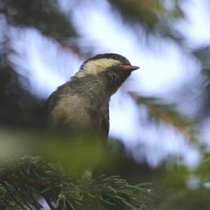 Coal Tit