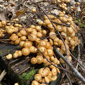 Changing Pholiota