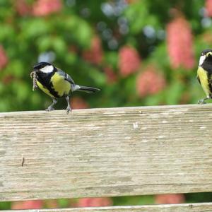 Great Tit