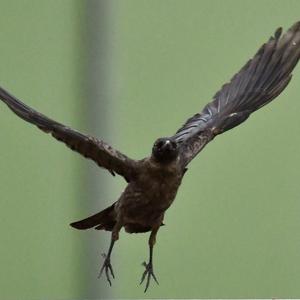 Eurasian Jackdaw