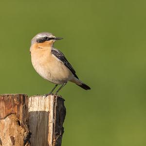 Northern Wheatear