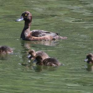 Tufted Duck