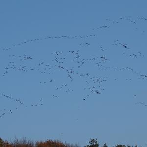 Greylag Goose