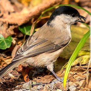 Marsh Tit