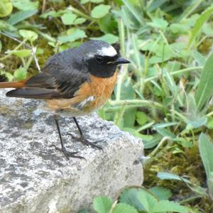 Common Redstart