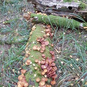 Changing Pholiota