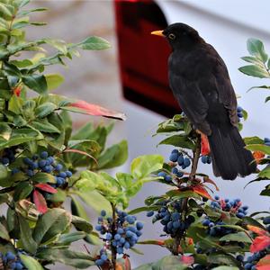 Eurasian Blackbird