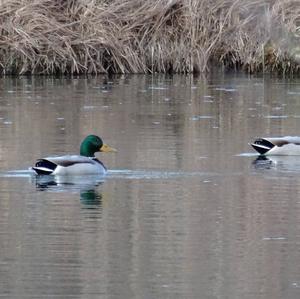 Mallard