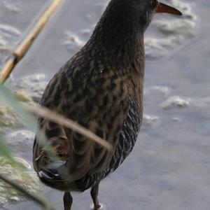 Wasserralle