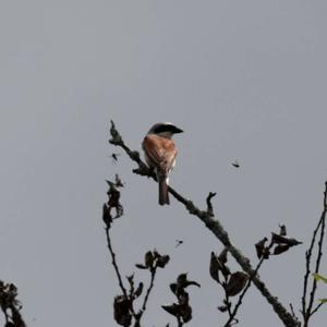 Red-backed Shrike