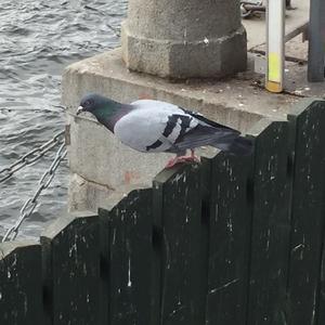 Common Wood-pigeon