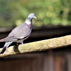 Common Wood-pigeon