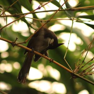 Red-whiskered Bulbul