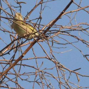 European Greenfinch