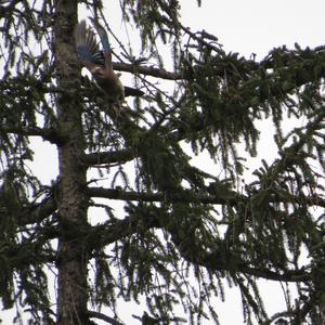 Eurasian Jay