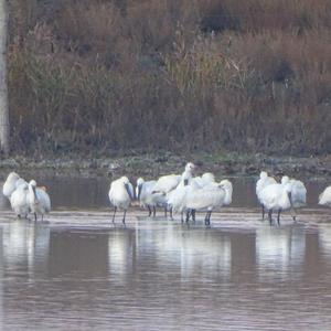 Eurasian Spoonbill