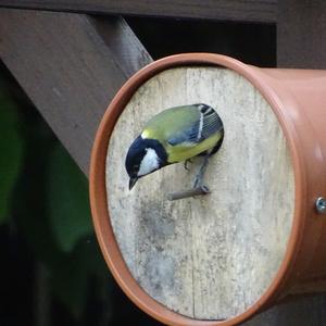 Great Tit