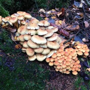 Smoky-gilled Hypholoma