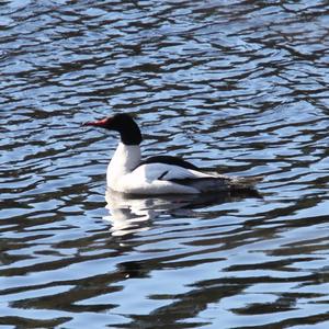 Common Merganser