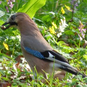 Eurasian Jay