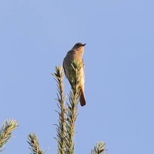 Common Redstart