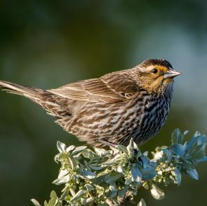 Red-winged Blackbird